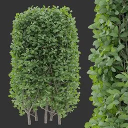 Simple Tall Shrub Plant