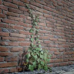 Ivy Creeper Going Up 1M 01