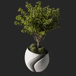 Weeping fig Plant 07