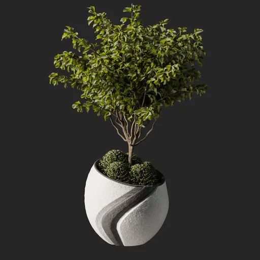 Weeping fig Plant 07