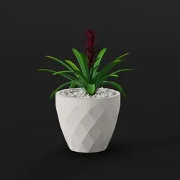 Red Bromeliad in White Pot