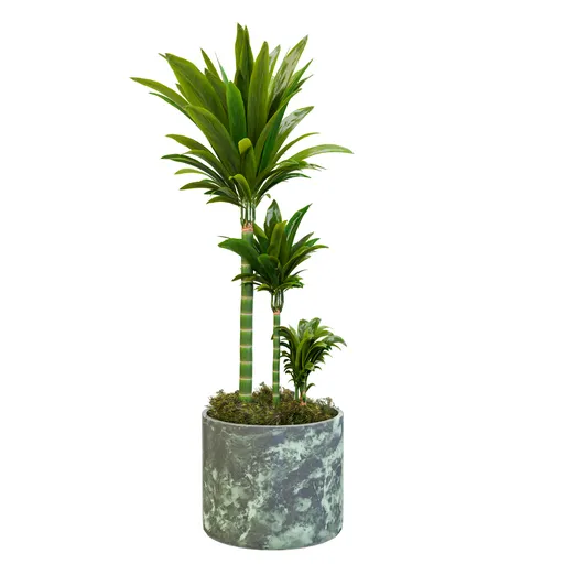 Dracaena Trio