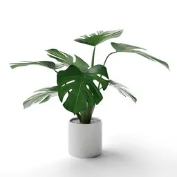 "Monstera 3D model for Blender 3D - A sleek white potted plant with a large green leaf, made using vertex group. Perfect for indoor nature scenes and tropical locations."