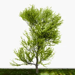 Tall deciduous tree