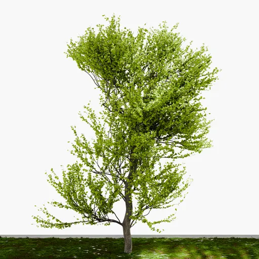 Tall deciduous tree