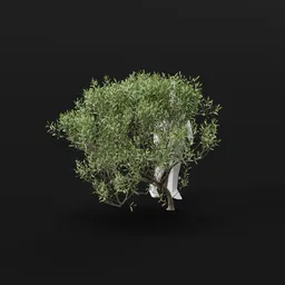 Olive Tree Bent Small