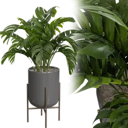Indoor plant B