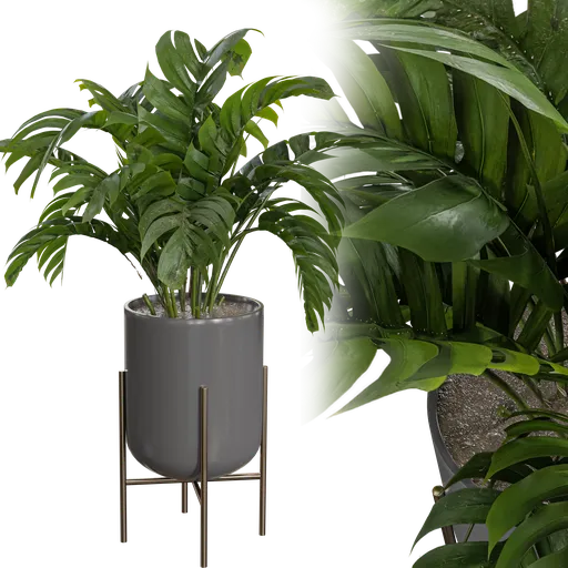 Indoor plant B