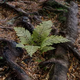 Fern Plant – Sparse Leaves