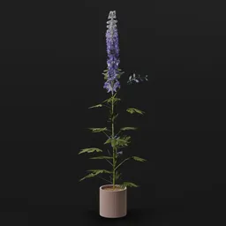 Plant Larkspur Lrg Pot