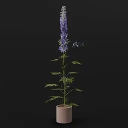 Plant Larkspur Lrg Pot