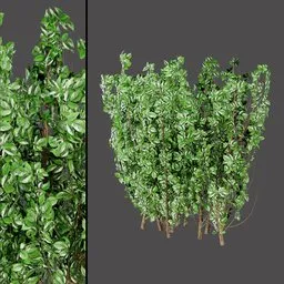 Garden Variegated Plant