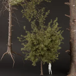 SJ-Timeless Pine Watcher