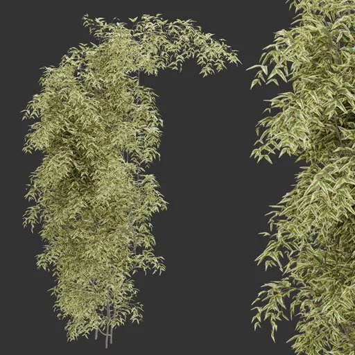 Simple Wall Climber Plant