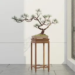 Japanese Pine Bonsai Display