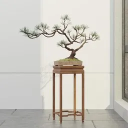 Japanese Pine Bonsai Display