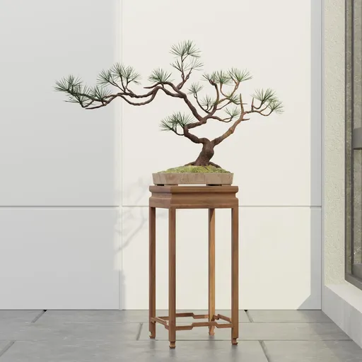 Japanese Pine Bonsai Display
