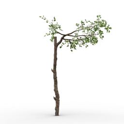 "High-quality 3D model of an old tree with minimal branches, rendered in Unreal Engine 5. Perfect for adding detailed scenery to your Blender 3D projects. Includes an olive and natural windblown textures."