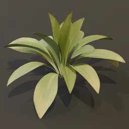 Haran Cast Iron Plant Young