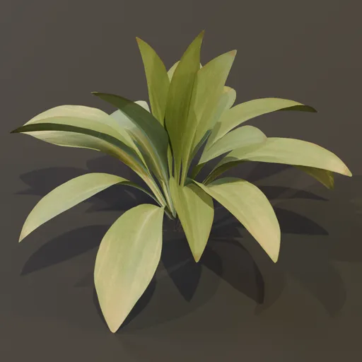 Haran Cast Iron Plant Young
