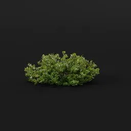 Detailed 3D model of Cotoneaster Horizontalis shrub with glossy leaves and red berries, compatible with Blender.