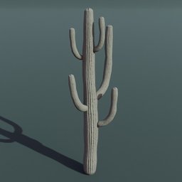 Plant Cactus Saguaro Dry Large