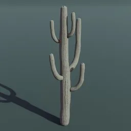 Plant Cactus Saguaro Dry Large