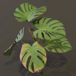 Monestera Plant Tall Var