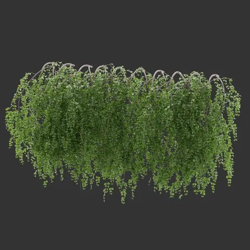 Wall Hanging Plant