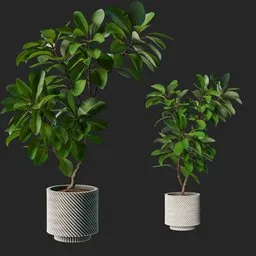 ficus plant