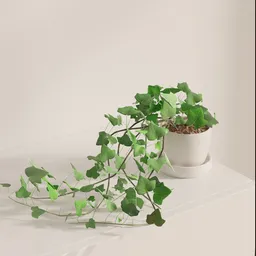 Trailing Ivy Potted Plant