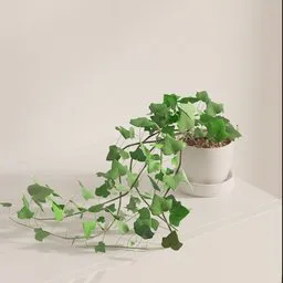 Trailing Ivy Potted Plant