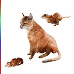 Orange Cat Animated