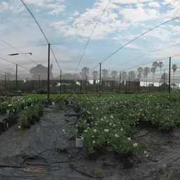Cloudy Netted Nursery