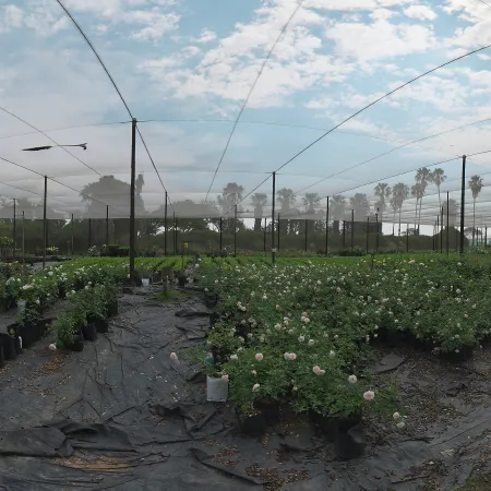 Cloudy Netted Nursery