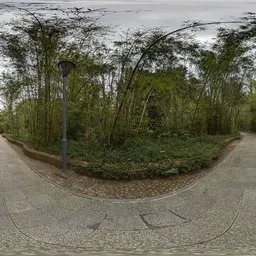 Overcast Bamboo Forest HDR