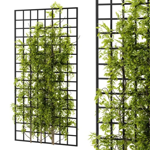 Ivy wall grid plant