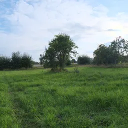 Evening Meadow