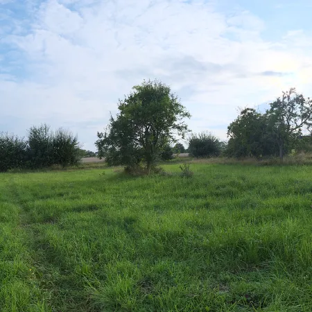 Evening Meadow