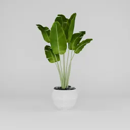 Banana  Plants