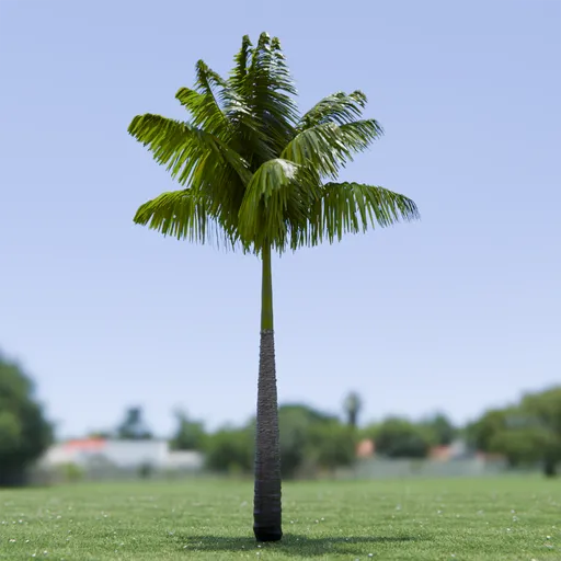 Imperial Palm Tree Animated