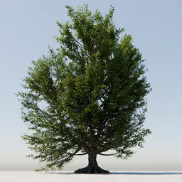 Detailed 3D model of a lush tree with expansive roots, compatible with Blender for animation and rendering projects.