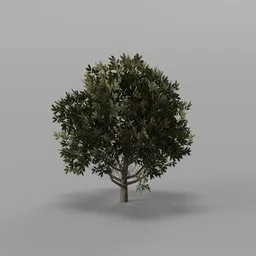 Canopy tree