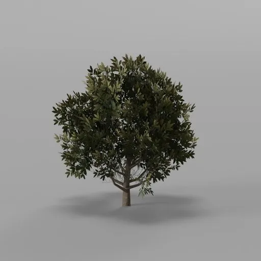 Canopy tree