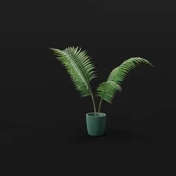 Small Palm Small Potted
