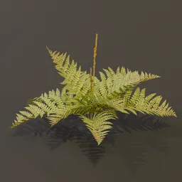 Cinnamon Fern Young Var