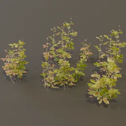 Geum Urbanum Weed Herbal Plant