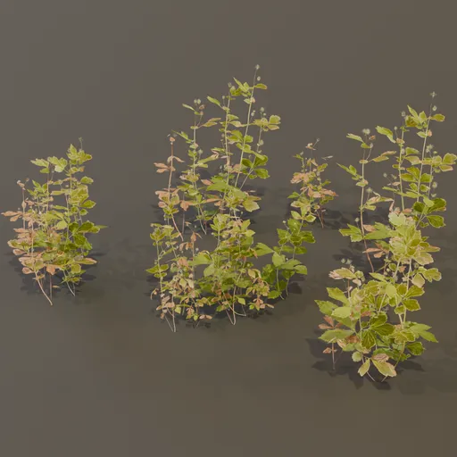 Geum Urbanum Weed Herbal Plant