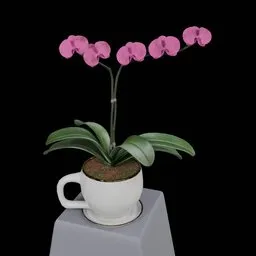 Realistic Phalaenopsis Orchid Flower