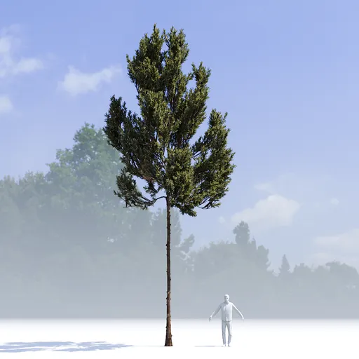 Coniferous Tree